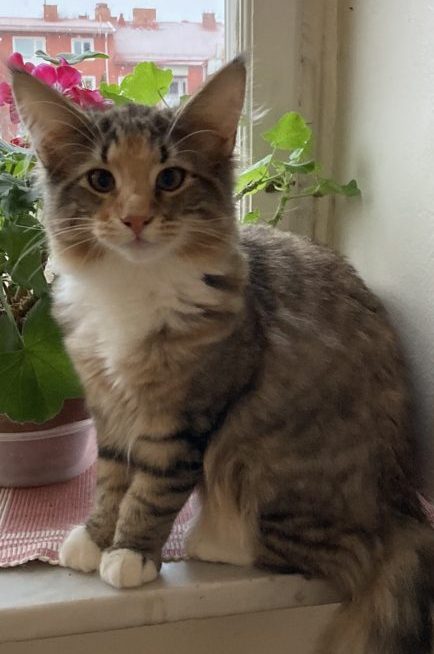 Marja, norsk skogkatt född juli 2022.